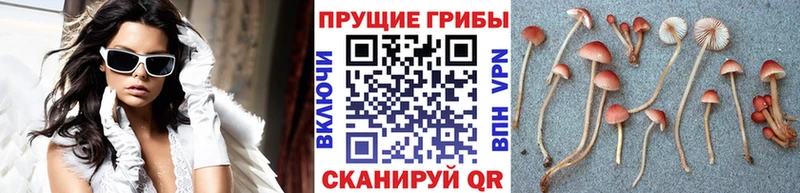 Галлюциногенные грибы MAGIC MUSHROOMS  что такое   Изобильный 